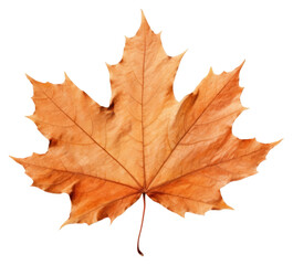 Obraz premium PNG Fall leaf chandelier plant maple.