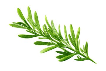 Fototapeta premium Fresh Rosemary Sprig isolated on white transparent background