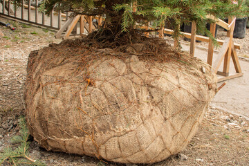 Seedlings of coniferous trees in pots in plant nursery ready for planting