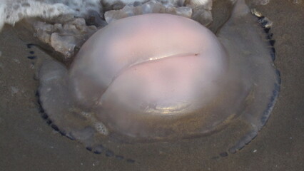 jellyfish on the beach © Johannes