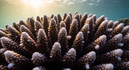 Close-up of a vibrant coral reef.  A cluster of  coral polyps, displaying  white and brown hues,  are tightly packed together. Sunlight filters through the water, highlighting the intricate structure