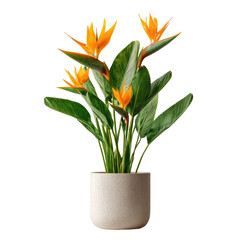 Bird of Paradise plant in a light gray pot.  Bright orange-yellow flowers and lush green foliage.  Simple, elegant presentation