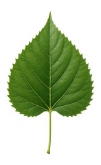 Eastern cottonwood leaf with triangular shape and coarse teeth