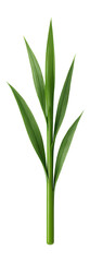 Obraz premium Emerging grass shoot with narrow, pointed leaves and smooth, cylindrical stem