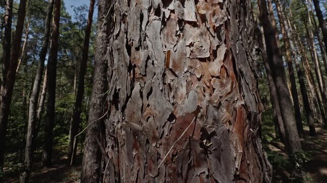 Pine Tree Bark In Coniferous Forest. Forestry Ecosystem. Environmental Conservation