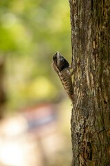 Oriental garden lizard climbing a tree trunk in natural habitat