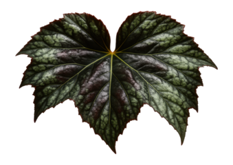 Leaf of a begonia with asymmetrical lobes and a dark, mottled pattern