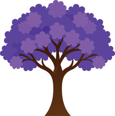 Vibrant purple jacaranda tree in full bloom