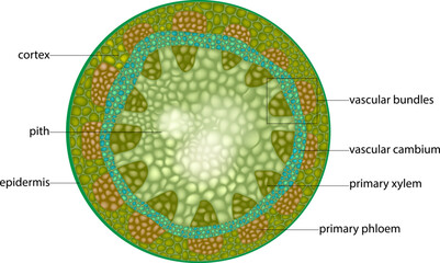 Cross Section of a Dicot Stem Showing Primary Tissues. Microscopic structure of plant stem showing xylem, phloem, cambium and pith © sakurra