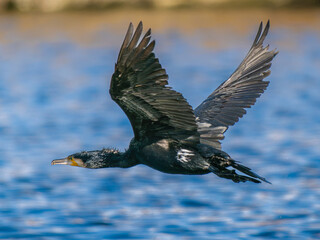 Obraz premium 水辺を飛ぶカワウ