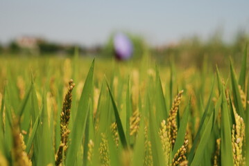 wheat field in summer