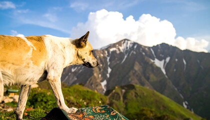 A light-brown and white dog walks on a mountainside, gazing towards a distant snow-capped peak on a sunny day.