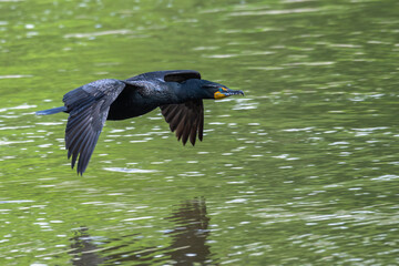 Double-crested cormorant in flight low over a lake.