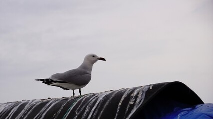 seagull bird against the sky