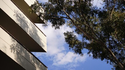 Residential building facade with eucalyptus trees against the sky