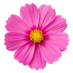 Obraz premium Bright pink cosmos flower isolated on white background