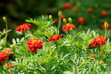 Colorful flowers in summer garden