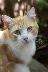 Obraz premium Portrait of cute wild cat