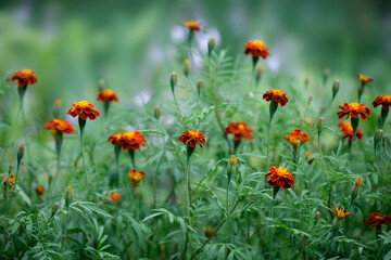 Colorful flowers in summer garden