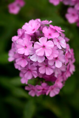 Colorful flowers in summer garden