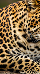 Obraz premium Close-up view of a leopard's fur, showcasing its distinctive spotted pattern and texture.