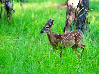 young fawn deer in the grass