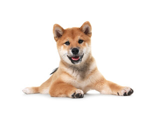 Cute Shiba Inu dog lying on white background