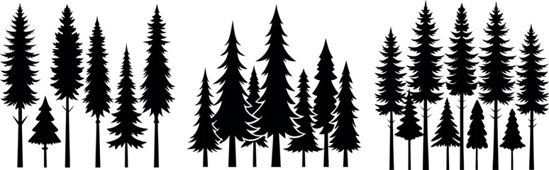 Fototapeta premium Silhouettes of evergreen trees in a forest&nbsp;setting