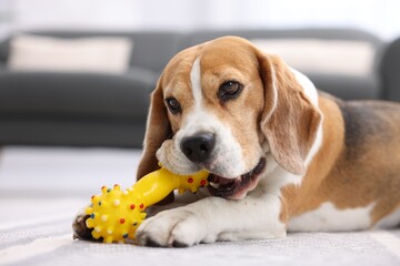Cute Beagle dog chewing pet toy on floor indoors