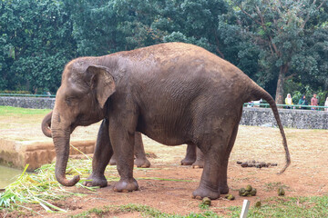 Asian Elephant (Elephas Maximus, Asiatic Elephant, Indian Elephant).