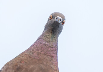 close up of a pigeon from below as pigeon looks down with disapproving angry face