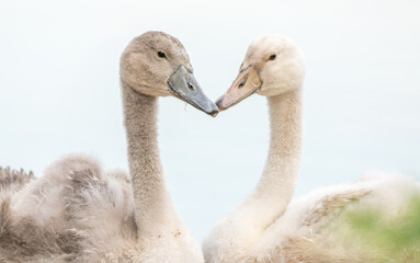 Two juvenile swan cygnets close up facing each other and forming a heart shape with their beaks and necks. 
