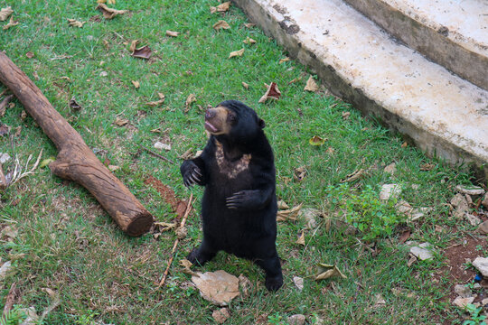 A portrait of the exotic Malayan Sun Bear (Helarctos mayalanus), or beruang madu, at a beautiful zoo.