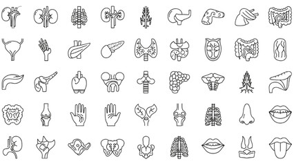 Medical Organs Line Icon Set – Vector Pictograms of Human Anatomy and Body Parts, Kidney, Bladder, Pancreas, Intestine, Thyroid, Pelvis, Skeleton, Joint, Hand, Nose, Mouth, Tongue, Thin Linear Illustr