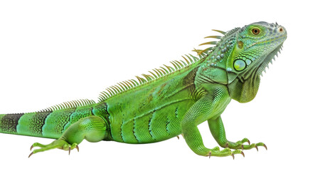 Obraz premium A close up portrait of a green iguana reptile with scales and skin details on a black background on transparent background