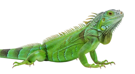 A close up portrait of a green iguana reptile with scales and skin details on a black background on transparent background