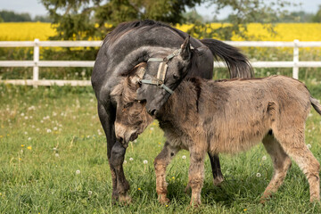 Funny interaction between a donkey and a young horse in a green pasture