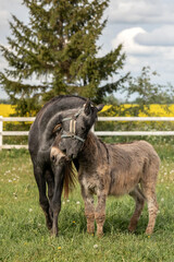 Fototapeta premium Funny interaction between a donkey and a young horse in a green pasture
