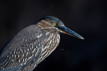 Galapagos heron, portrait of Butorides striata sundevalli on Santa Cruz island