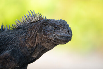Marine iguana, portrait of Amblyrhynchus cristatus in Galapagos