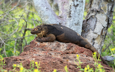 Galapagos land iguana, Conolophus subcristatus, a large lizard of North Seymour island