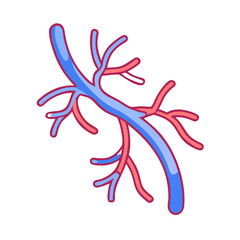 Illustrated vascular system showing veins and arteries