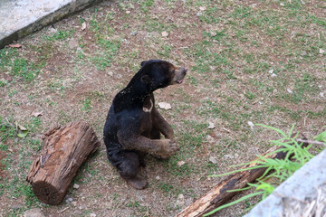 A portrait of the exotic Malayan Sun Bear (Helarctos mayalanus), or beruang madu, at a beautiful zoo.
