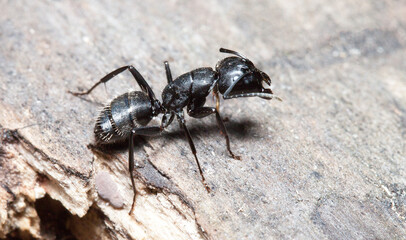 black ant on the ground