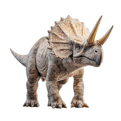 Fototapeta premium Realistic Triceratops Dinosaur Model
