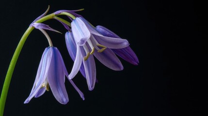 Naklejka premium Graceful Bluebell Flower Bending Downward in Studio Shot Against Black Backdrop Showing Delicate Petals and Stamen with Green Stem