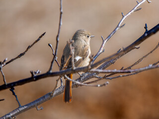 枝にとまるジョウビタキのメス