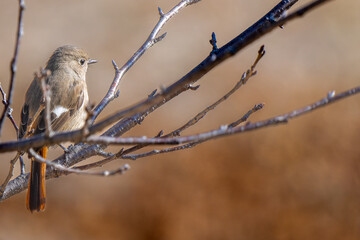 枝にとまるジョウビタキのメス