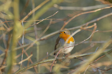 Cute robin on a tree, robin on a branch, robin, songbird on a branch, sun shining on bird,...