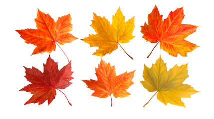Fototapeta premium Set of autumn bright maple leaves from different color on the transperent background. Simple green, yellow, red, orange fall leaf set for pattern, banner, sticker, and autumn card. AI generation
